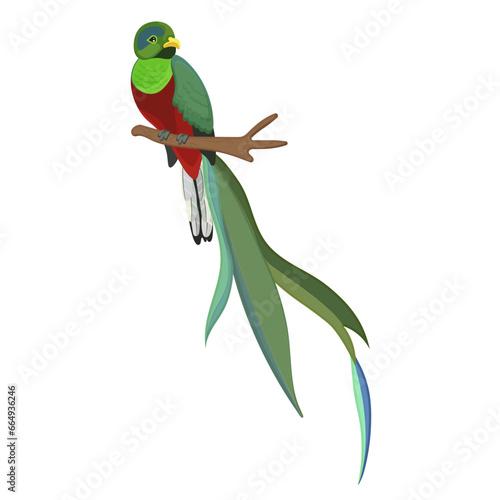 Cute quetzal, colorful cartoon bird with long green beak, red body, beautiful feather, small beak sitting on branch. Wildlife nature. Funny character. Isolated on white background. Vector illustration