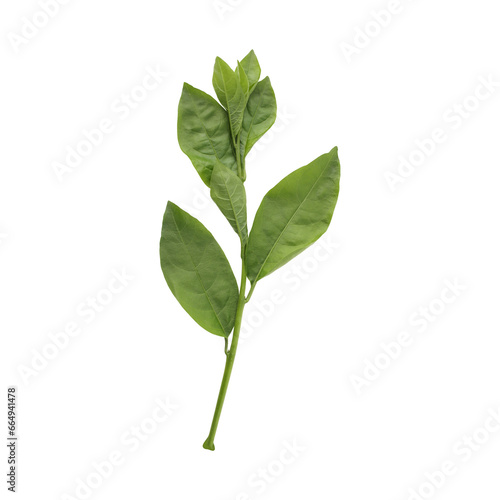 Fresh green Hasna hena leaves isolated on transparent background