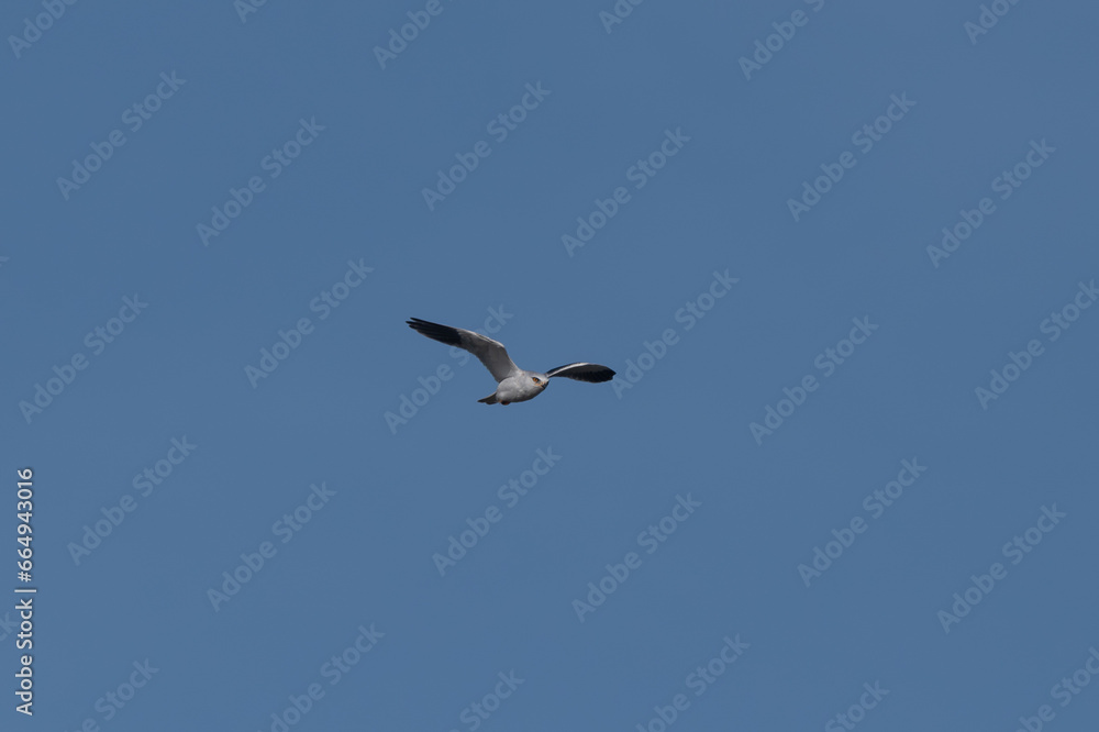 Elanus caeruleus - Black-winged Kite - Elanion blanc