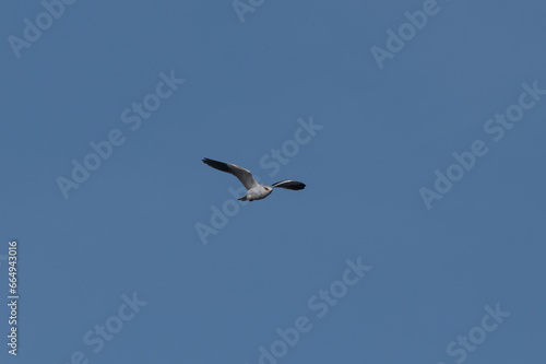 Elanus caeruleus - Black-winged Kite - Elanion blanc