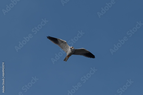 Elanus caeruleus - Black-winged Kite - Elanion blanc © Thomas