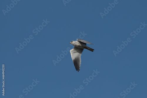 Elanus caeruleus - Black-winged Kite - Elanion blanc