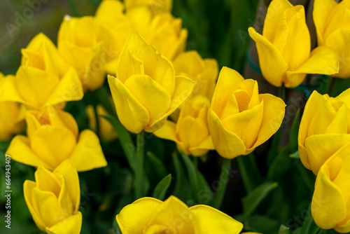 Yellow tulips bloom in spring. Tulip flower nature. Floral background. Botanical garden. Flowering buds. Blooming mood. Beautiful aesthetic petal plant. Field