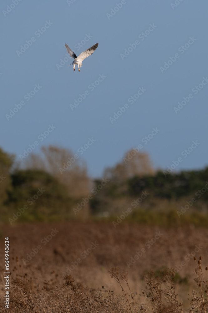 Elanus caeruleus - Black-winged Kite - Elanion blanc Elanus caeruleus - Black-winged Kite - Elanion blanc