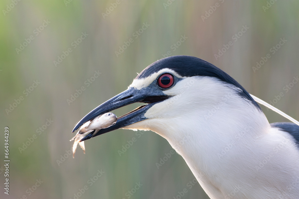 Black-crowned Night Heron, Nycticorax nycticorax Black-crowned Night Heron, Nycticorax nycticorax