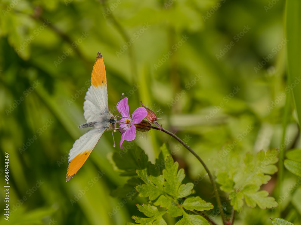 Orange-tip Butterfly Feeding on Red Campion