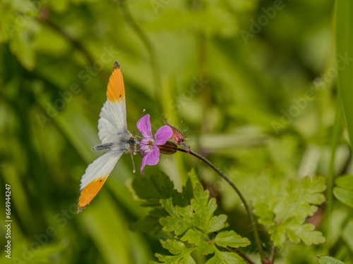 Obraz na płótnie Orange-tip Butterfly Feeding on Red Campion w salonie