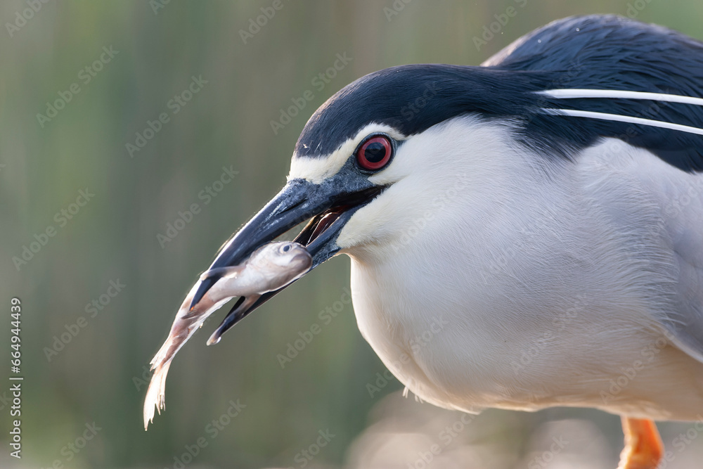 Black-crowned Night Heron, Nycticorax nycticorax Black-crowned Night Heron, Nycticorax nycticorax