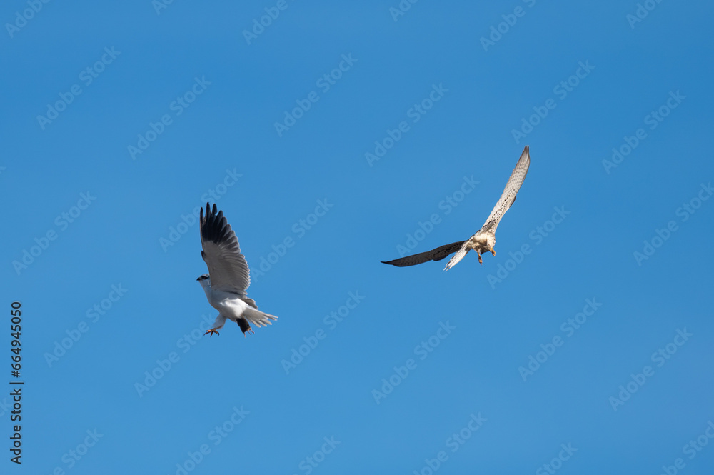 Elanus caeruleus - Black-winged Kite - Elanion blanc Elanus caeruleus - Black-winged Kite - Elanion blanc