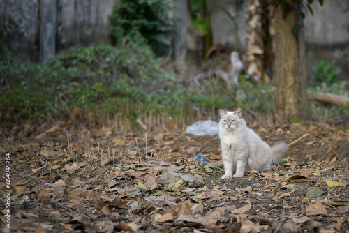 Himalayan cat outdoors in the morning, Cat playing in the park, white cat