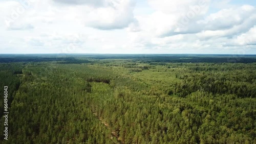 Summer coniferous forest