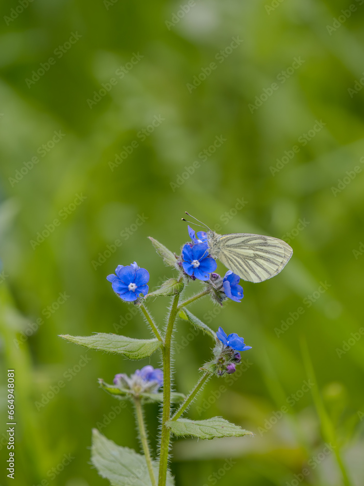 Fototapeta premium Green-veined White Butterfly Feeding on Forget-me-not