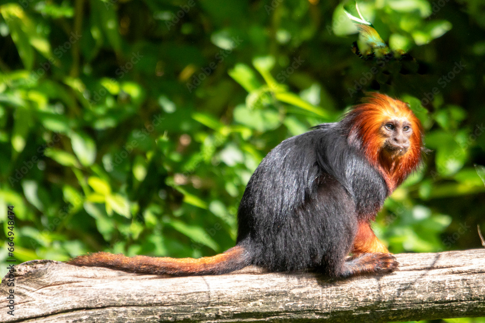 Fototapeta premium Tamarin-lion à tête d'or allongé sur une branche, vu de profil