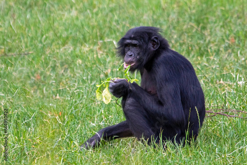 Singe bonobo assis dans l'herbe, de profil