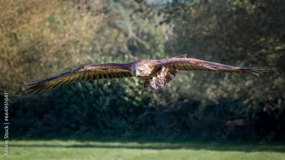 a beautiful golden eagle, Aquila chrysaetos, captured in flight. set against a background of hedges and trees. This close up portrait has space for text around subject