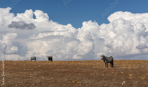 Morucha breed cows in the field and blue sky with large white clouds. Montejo, Salamanca, Castilla y León, Spain.
