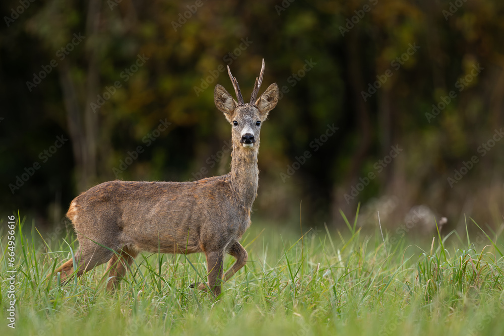 Male roe deer posing in autumn grassland. Changing of summer fur to winter coat. Roe deer, capreolus capreolus, wildlife, Slovakia. Male roe deer posing in autumn grassland. Changing of summer fur to winter coat. Roe deer, capreolus capreolus, wildlife, Slovakia.