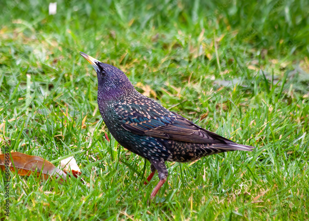 European Starling (Sturnus vulgaris) Outdoors European Starling (Sturnus vulgaris) Outdoors