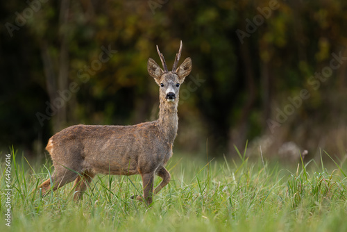 Male roe deer posing in autumn grassland. Changing of summer fur to winter coat. Roe deer  capreolus capreolus  wildlife  Slovakia.