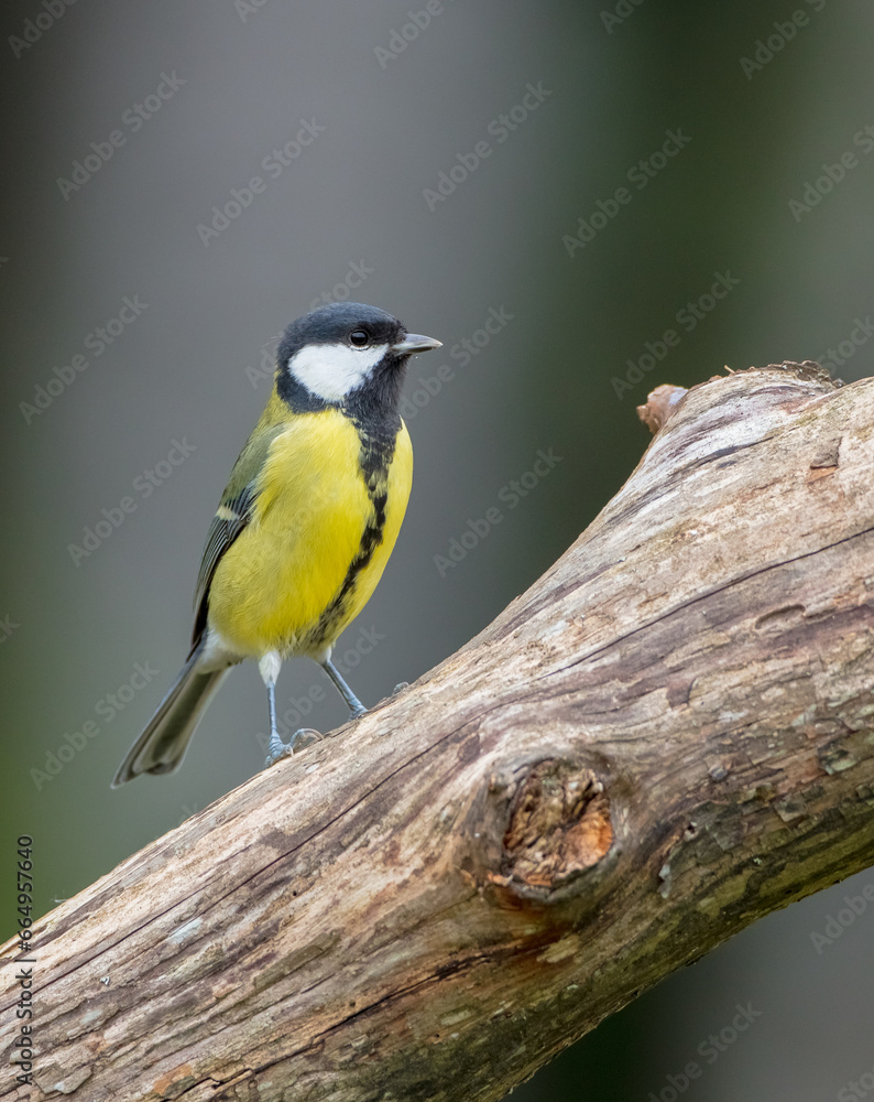 Fototapeta premium Great tit in autumn at a wet forest