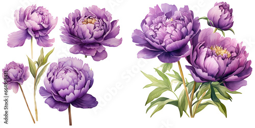 Fototapeta Naklejka Na Ścianę i Meble -  Purple peony illustration clipart. Generative AI.