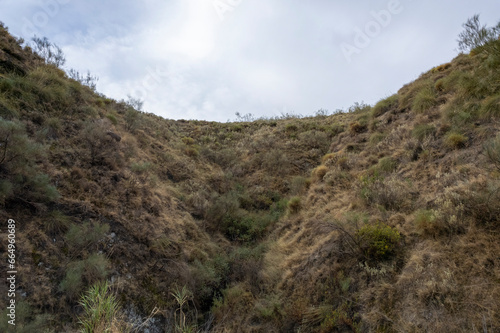bush vegetation in a mountain ravine