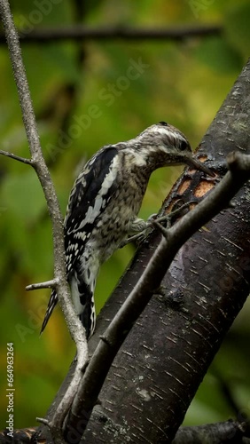 A young Yellow Bellied Sapsucker feeding on Sap with bees and insects. 4K bird video.