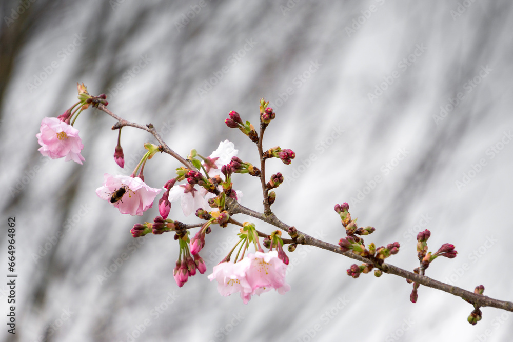 Obraz premium PRIMAVERA