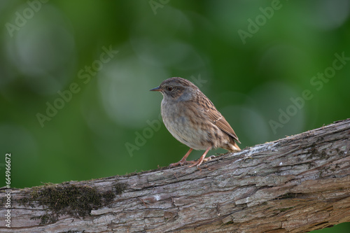 Prunella modularis - Dunnock - Accenteur mouchet