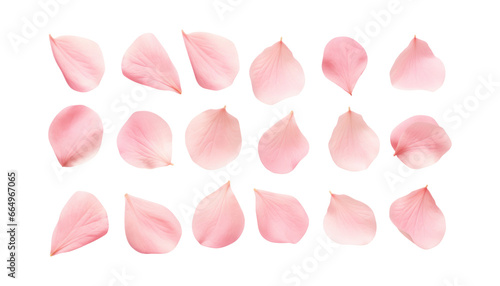 Fototapeta Naklejka Na Ścianę i Meble -  pink rose petals isolated on transparent background cutout