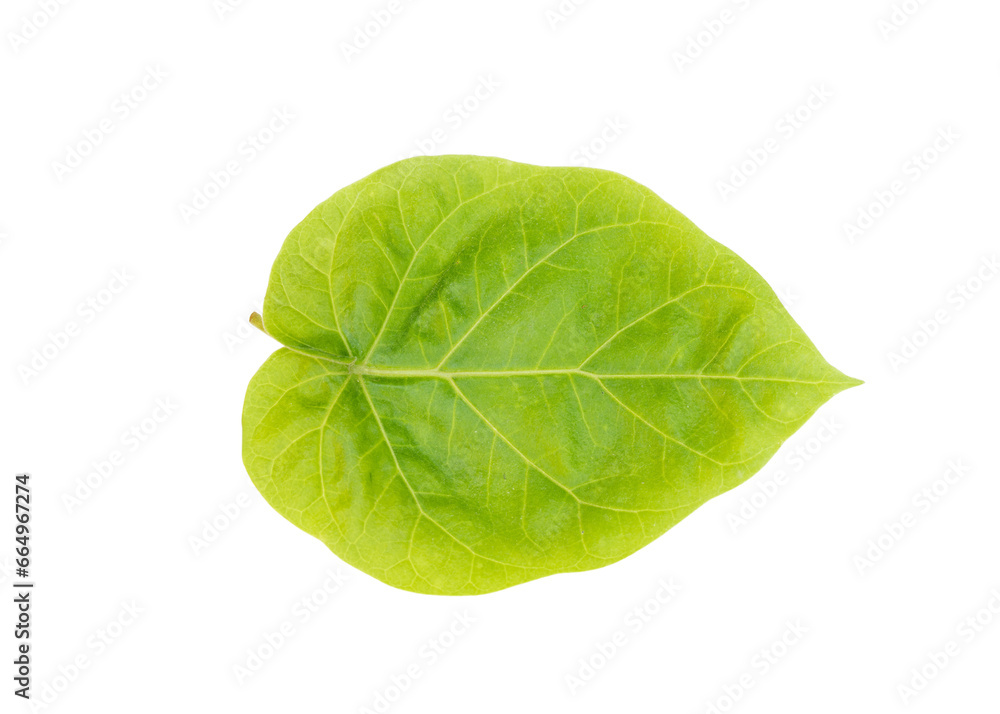 Fototapeta premium Tamarillo or tomato tree plant leaf 