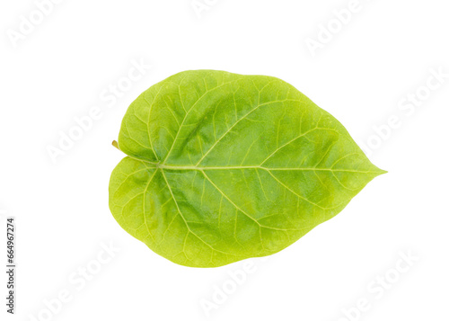Tamarillo or tomato tree plant leaf 