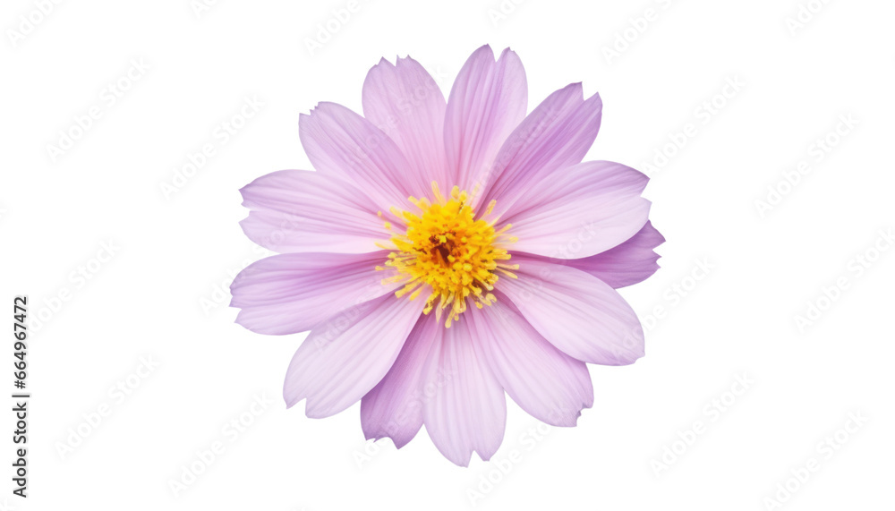 pink daisy isolated on transparent background cutout pink daisy isolated on transparent background cutout