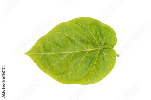 Tamarillo tomato leaf 
