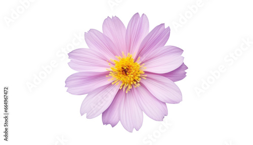 pink daisy isolated on transparent background cutout © Papugrat