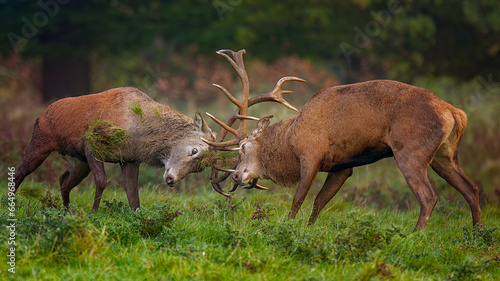 Konstfotografi Deer rut