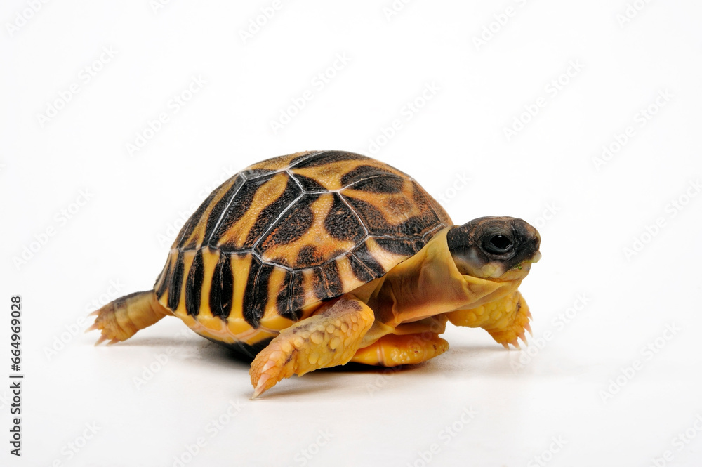 Obraz premium juvenile Radiated tortoise // junge Strahlenschildkröte (Astrochelys radiata)