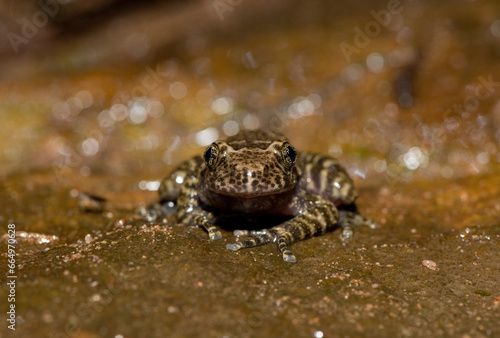 A beautiful Natal Cascade Frog (Hadromophryne natalensis) at the base of a waterfall in a forest photo