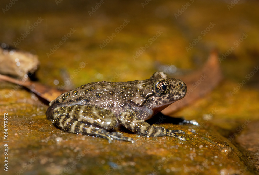 A beautiful Natal Cascade Frog (Hadromophryne natalensis) at the base of a waterfall in a forest A beautiful Natal Cascade Frog (Hadromophryne natalensis) at the base of a waterfall in a forest
