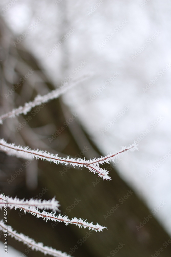Naklejka premium a twig in the snow large in a winter park