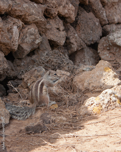 Wiewiórka Fuerteventura 5 © Bartomiej
