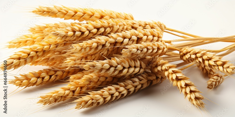 Close up of Wheat Ears Isolated on White Background. Wheat Grain Close up of Wheat Ears Isolated on White Background. Wheat Grain