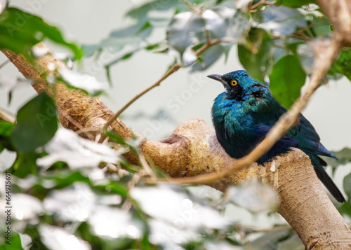 Greater Blue-eared Starling (Lamprotornis chalybaeus) photo