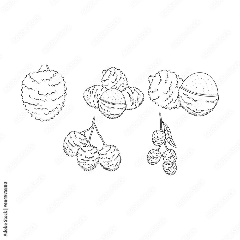Fototapeta premium Lychee fruit hand drawn doodle illustrations vector set
