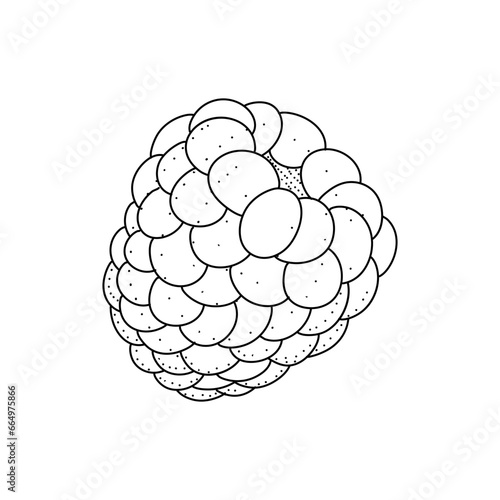 Raspberry hand drawn vector illustration. Raspberries sketch. Vector illustration isolated on white background