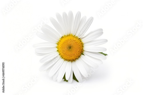 Common daisy isolated on white background.