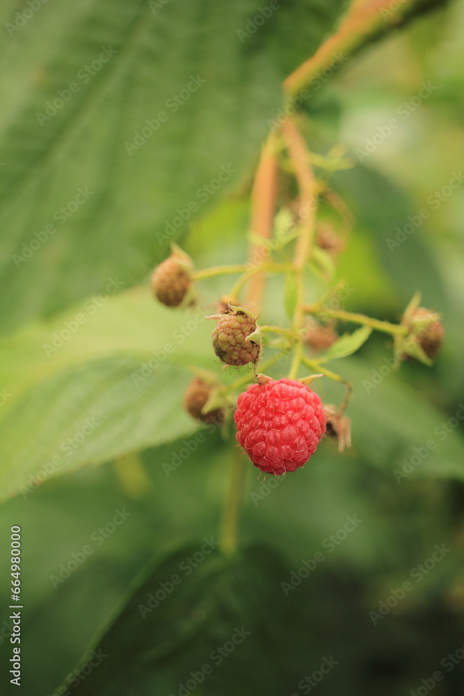 wild strawberry on a branch wild strawberry on a branch