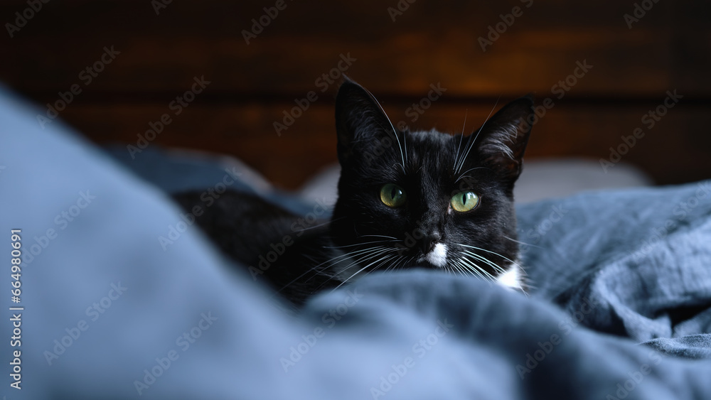 Sleepy black and white fluffy cat with green eyes rests on comfy linen bed