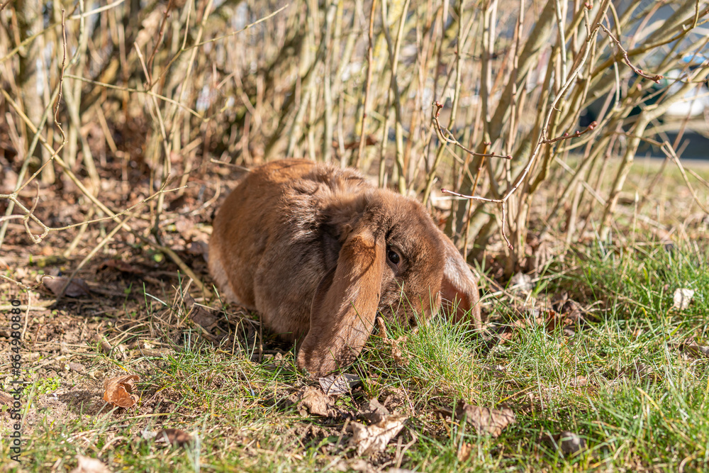 A big beautiful purebred rabbit outdoors on a sunny day, rabbits grazing on grass
A big beautiful purebred rabbit outdoors on a sunny day, rabbits grazing on grass