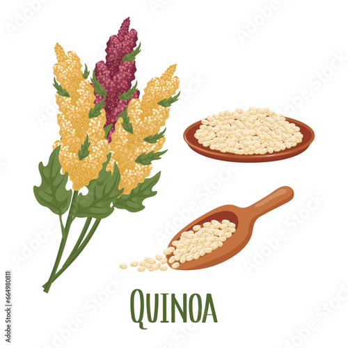 Set of quinoa grains and spikelets. Quinoa plant, quinoa grains in a plate. Agriculture, food, design elements, vector
